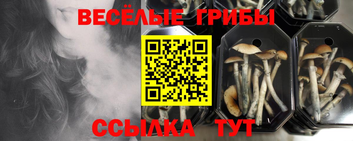 Галлюциногенные грибы Psilocybe  Галлюциногенные грибы мухоморы  Ковров  Вход с VPN 